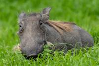 Common warthog