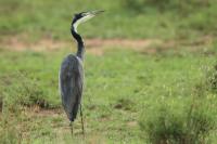 Ardea melanocephala