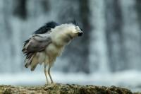 Nycticorax nycticorax