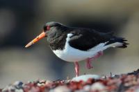 Haematopus ostralegus