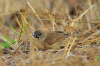 Lonchura punctulata