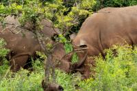 White rhinoceros