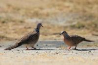 Streptopelia chinensis