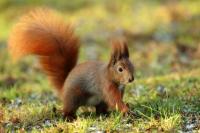 Red squirrel