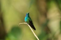 Colibri thalassinus