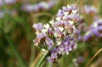 Cyprus FLORA