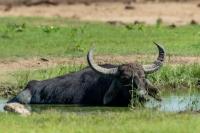 Wild water buffalo