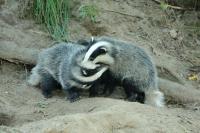 European badger