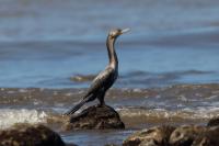 Phalacrocorax brasilianus