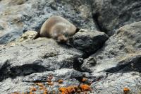 New Zealand sea lion