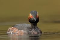 Podiceps nigricollis