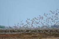 Calidris tenuirostris