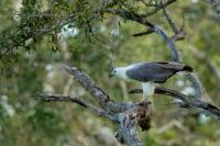 Haliaeetus leucogaster