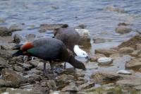 New Zealand -fauna