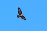 Buteo buteo vulpinus 