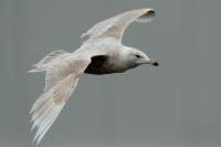 Larus hyperboreus