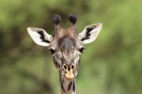 Masai giraffe