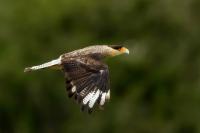 Caracara plancus