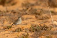 Anthus berthelotii