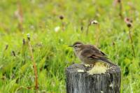 Mimus saturninus