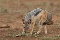 Black-backed jackal