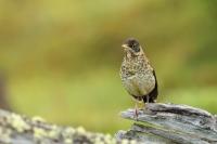 Turdus falcklandii