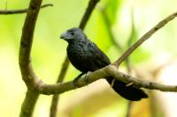 Crotophaga sulcirostris