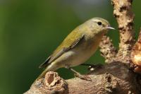 Leiothlypis peregrina