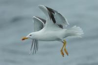 Larus fuscus