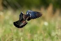 Columba oenas