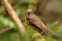 Muscicapa muttui