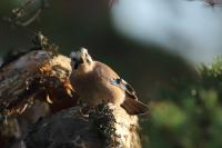 Garrulus glandarius atricapillus