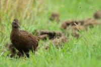 Gallirallus australis