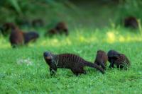 Banded mongoose