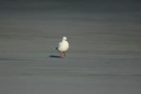 Larus bulleri 