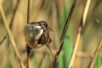 Acrocephalus arundinaceus