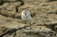 Calidris ruficollis