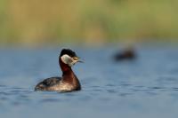 Podiceps grisegena