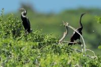 Anhinga melanogaster