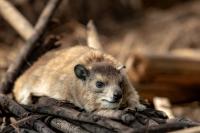 Bush hyrax