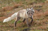 Arctic fox