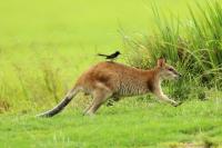 Agile wallaby