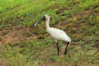 Platalea regia