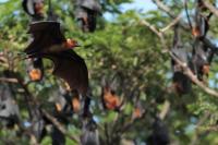 Indian flying fox