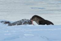 Eurasian otter