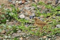 Anthus rufulus