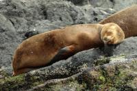 South American sea lion