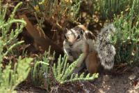 Barbary ground squirrel