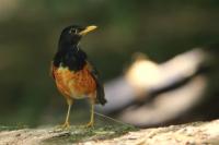 Turdus dissimilis