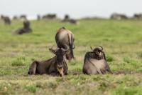 Blue wildebeest